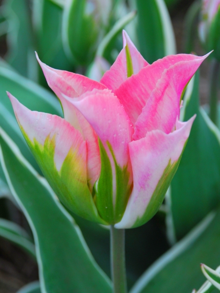 Viridiflora