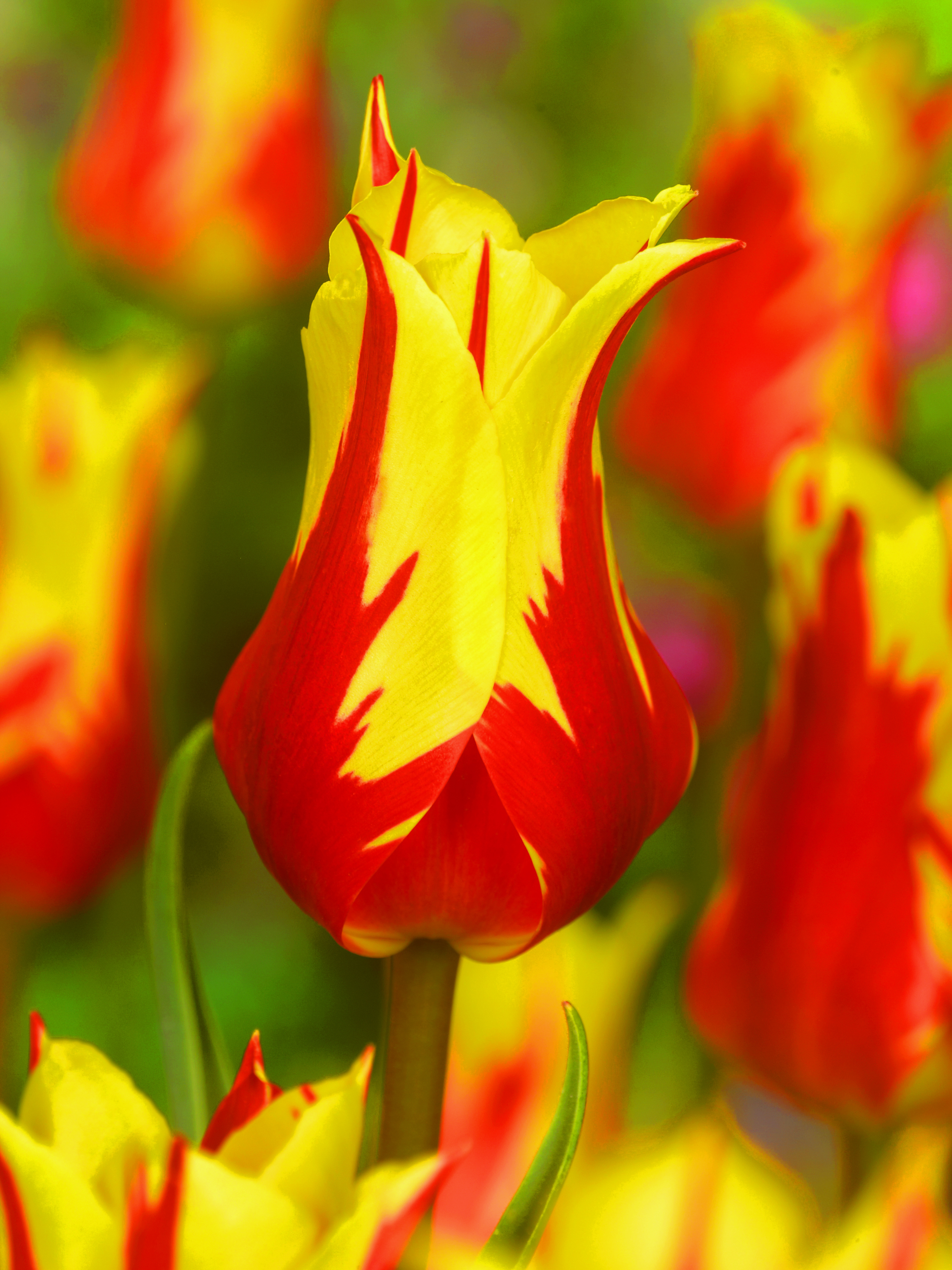 Lilyflowering
