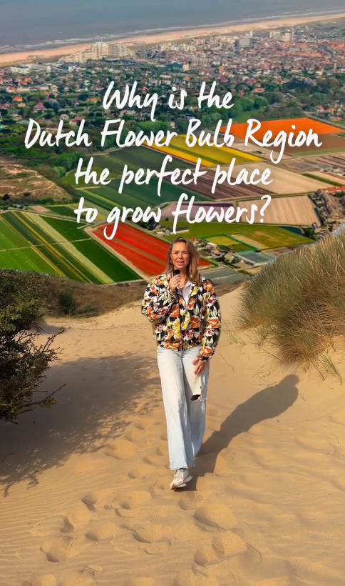Why is the Bollenstreek the best place for growing tulips?