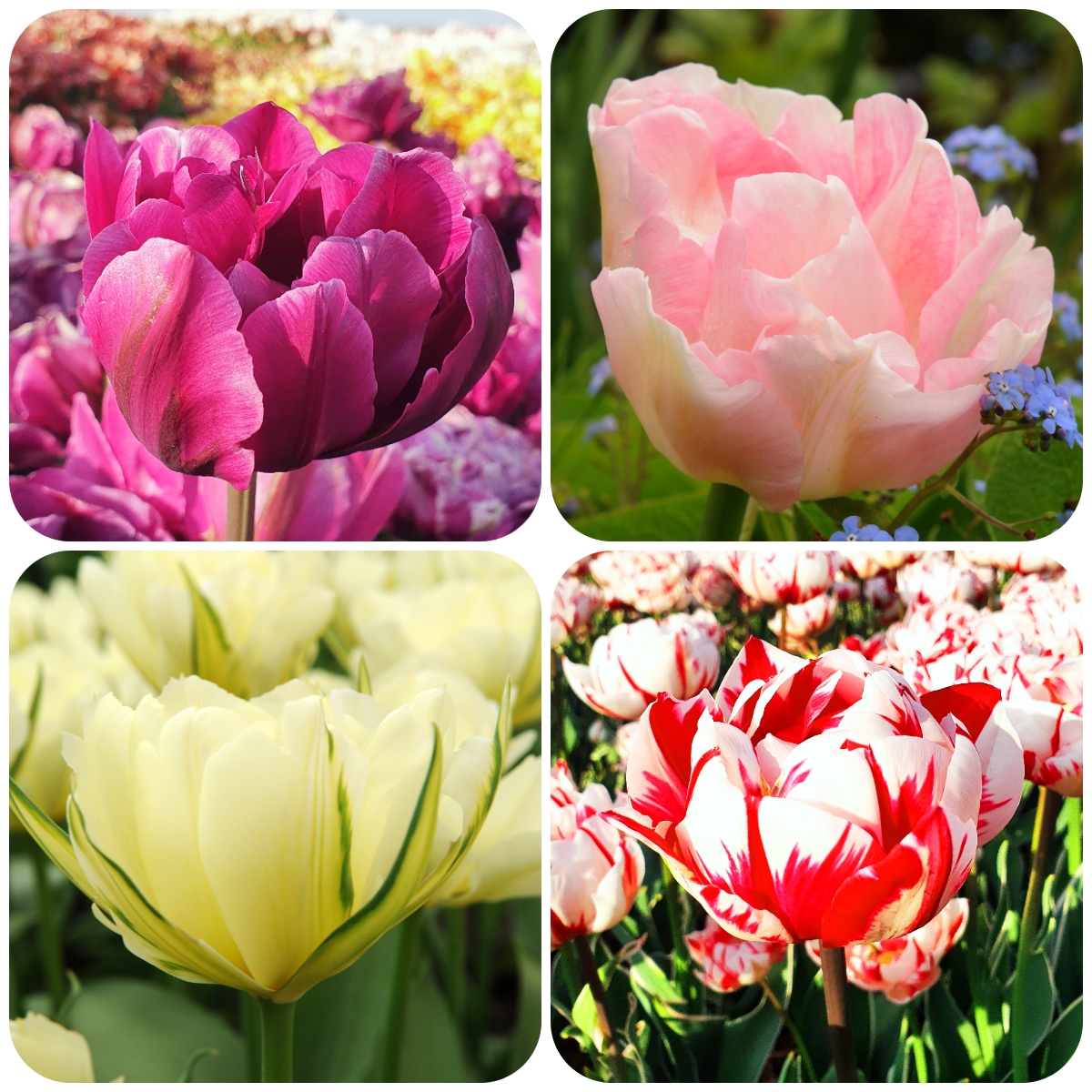 Tulipa Double Beauty Collection