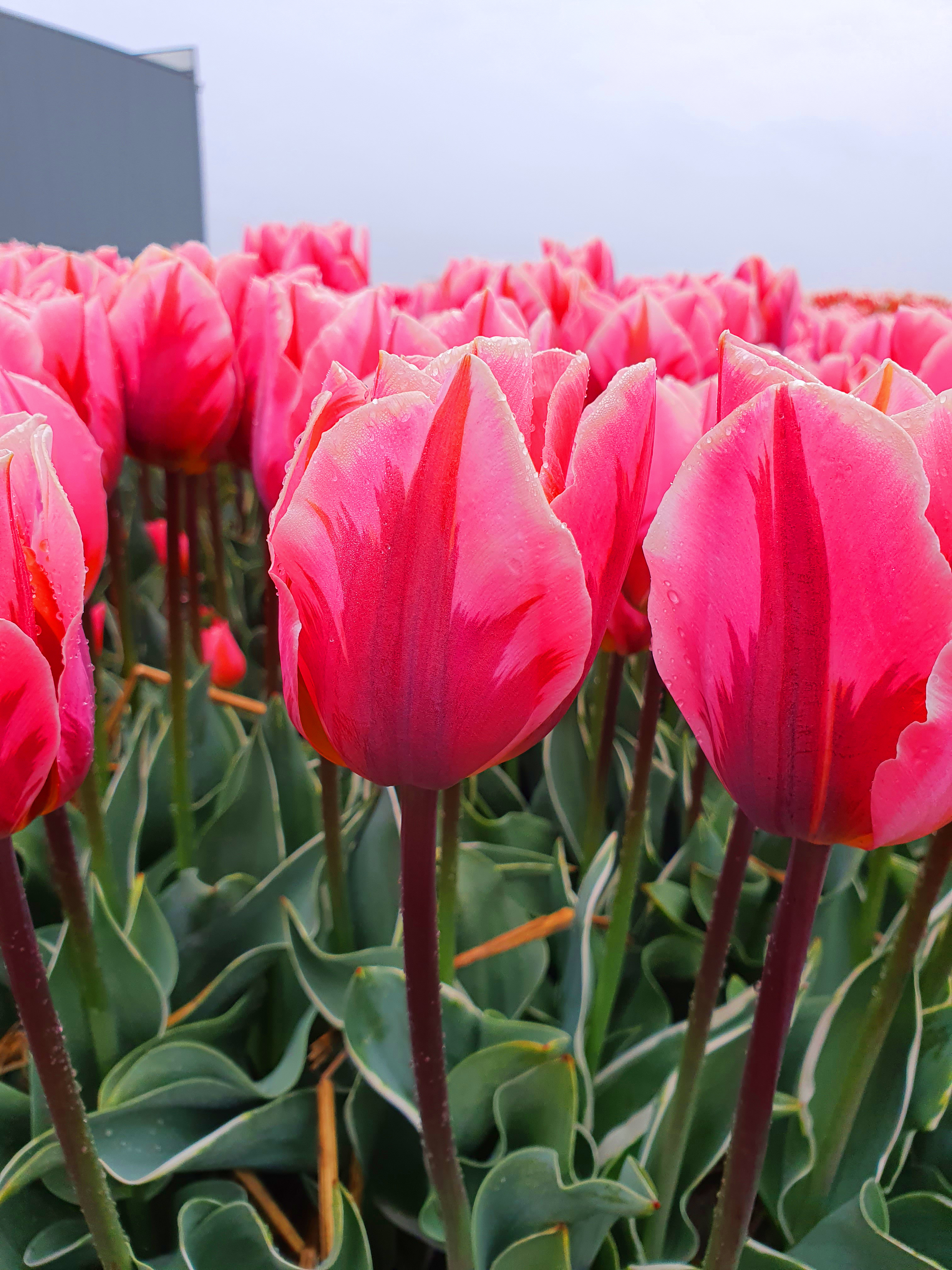 Tulipa Pretty Princess