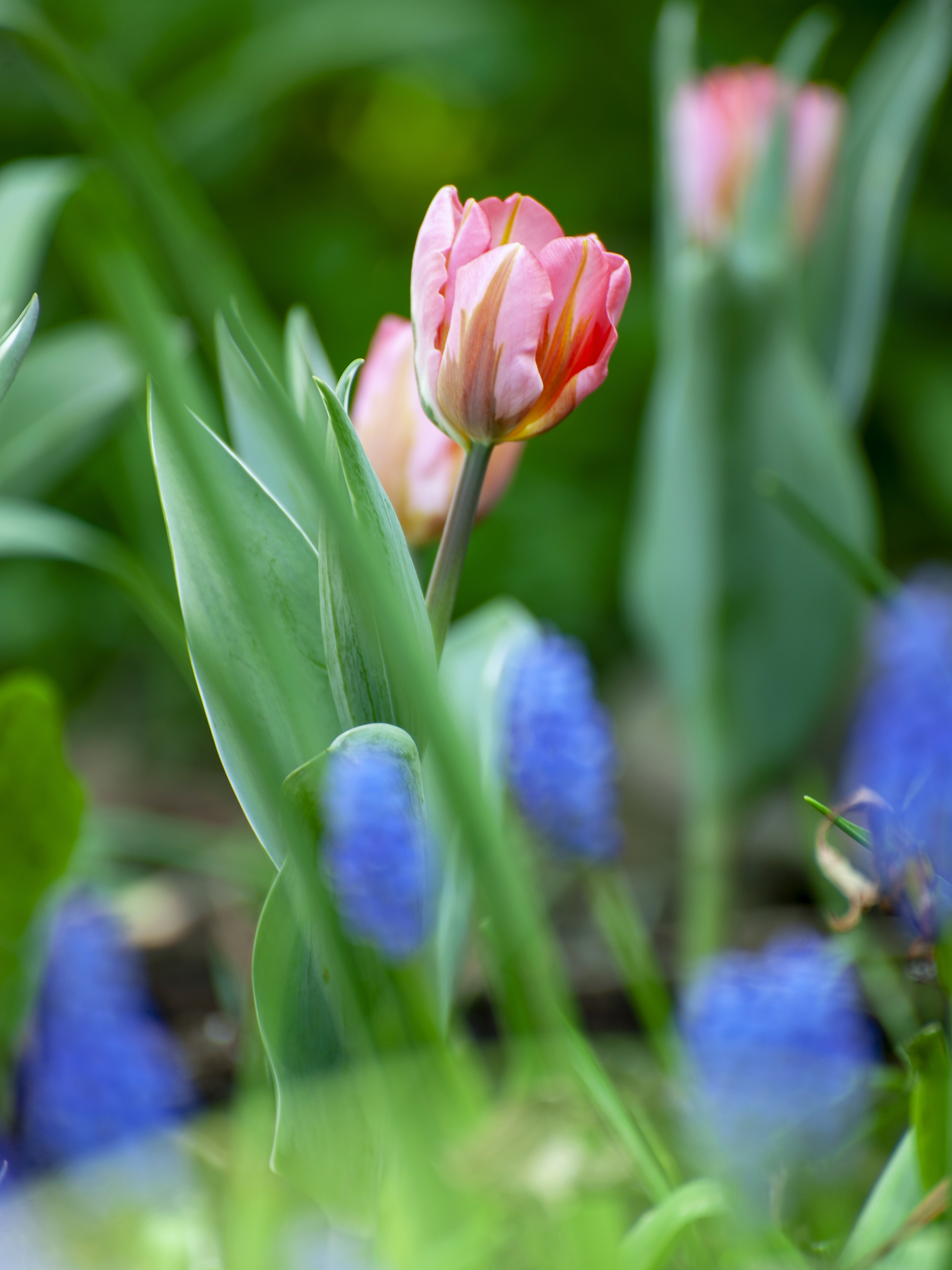 Tulipa Pretty Princess