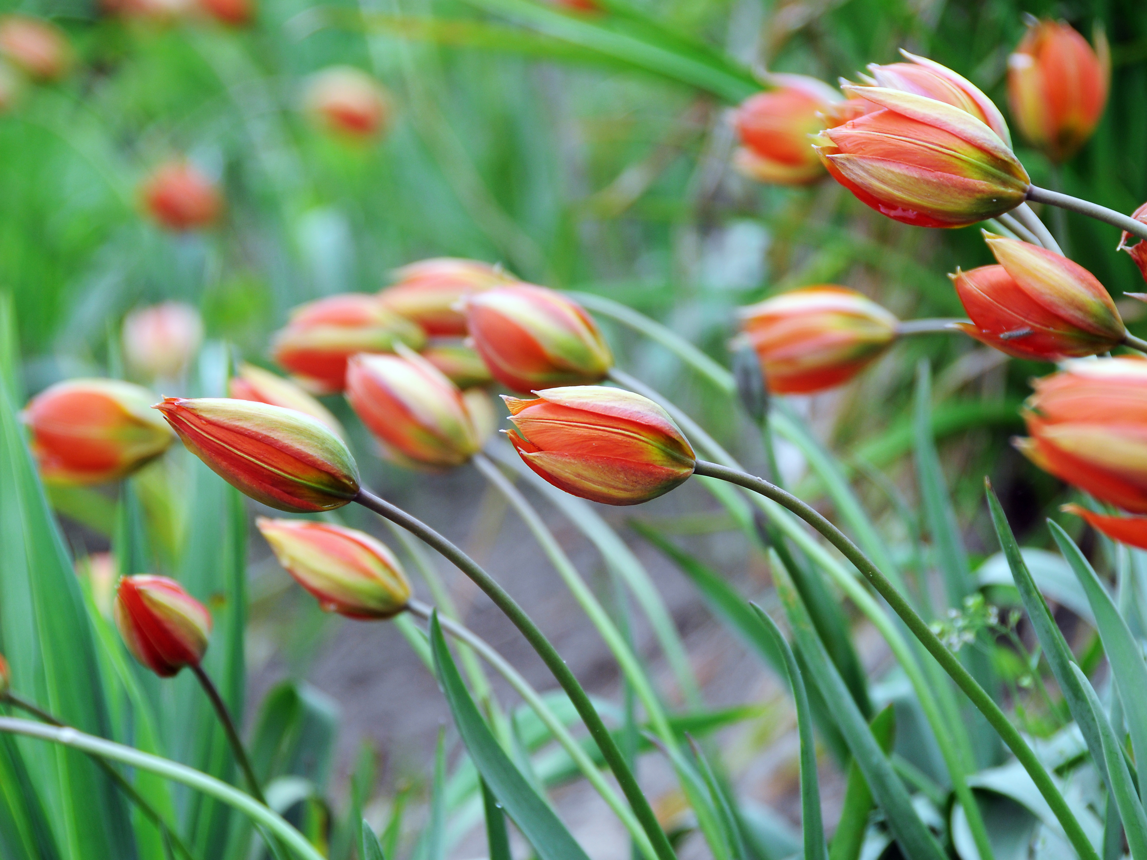 Tulipa Whittallii Major