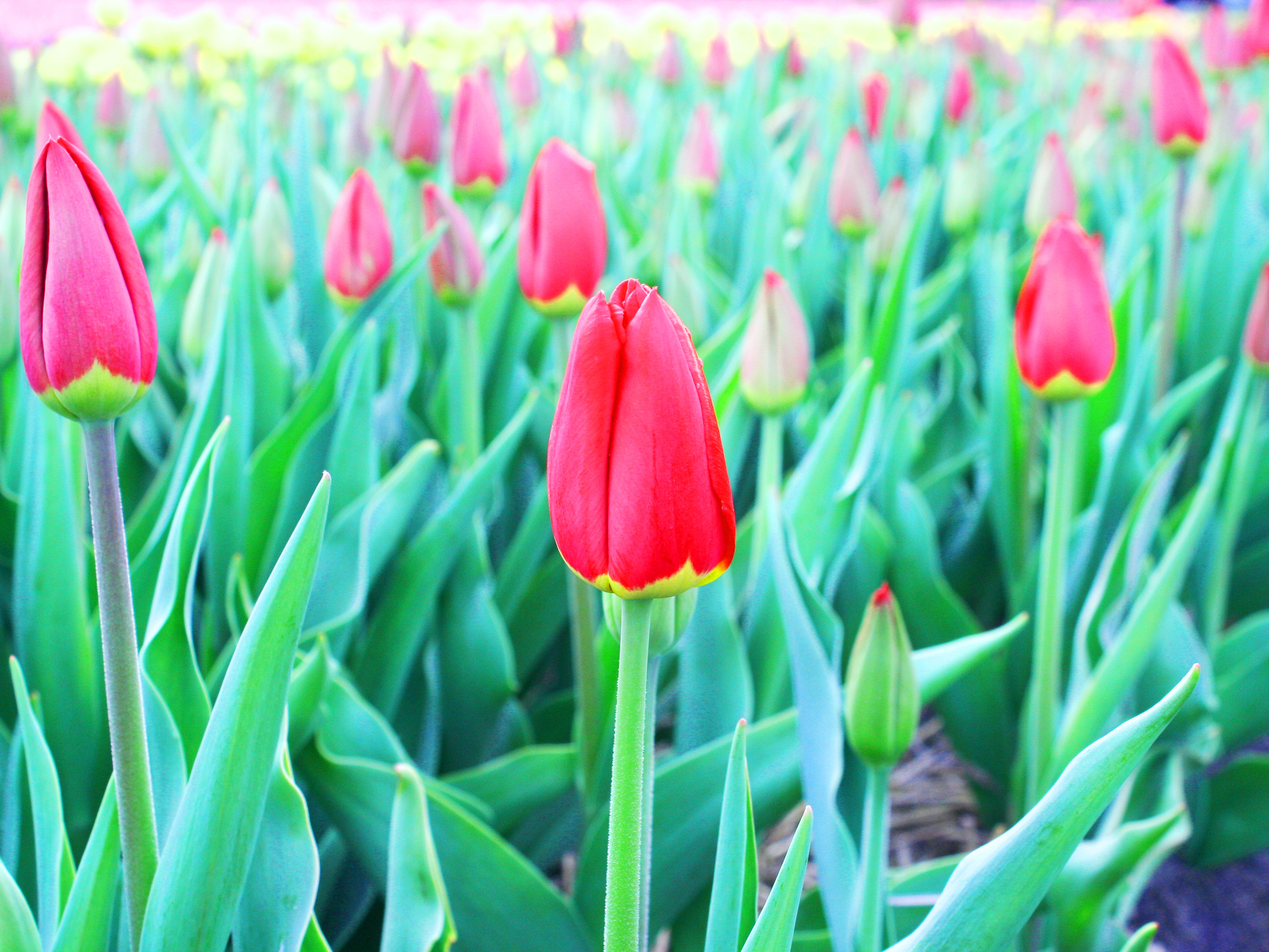 Tulipa single late Wisley